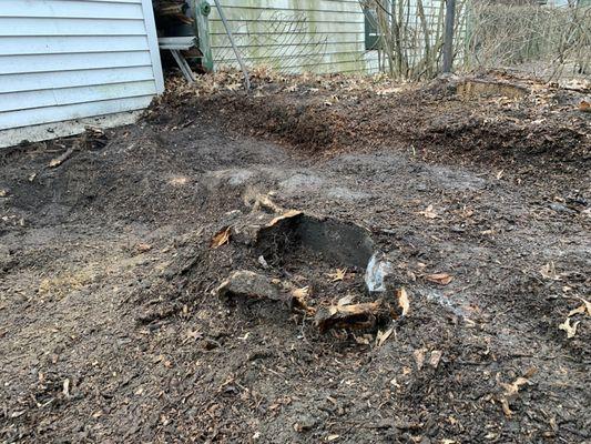 Before: close up of the remaining stump.