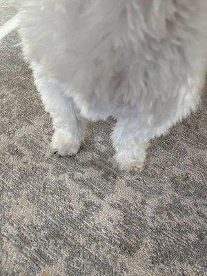 Tiny poodle feet on a Shih Tzu!!!