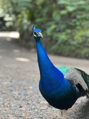 Peacock