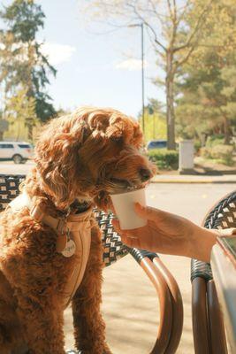 Puppiccino and outdoors seating