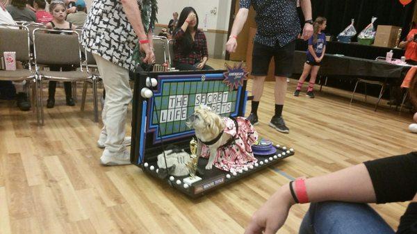 Pug-o-ween 2016. Wheel of Fortune with Vanna Pug.