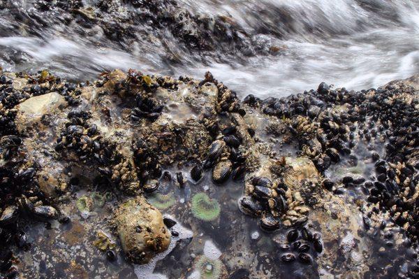 Great beach, with some tide pools to explore!