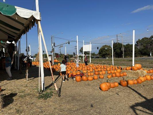 Smallest pumpkin patch and expensive!