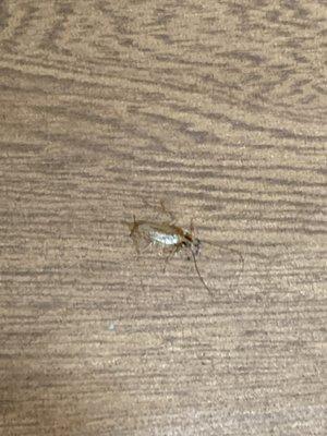 This was in our room at this hotel so if there is one there is an infestation, 2881 East Dupont Rd Ft Wayne Indiana