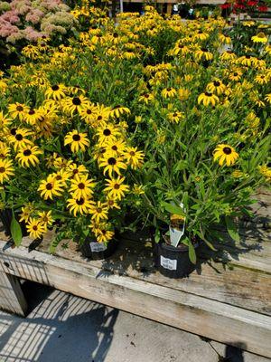 Rudbeckia "Glitters Like Gold" Blackeyed Susan Perennial Plants.  8/14/2024