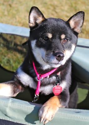 Vallejo Dog Training Club