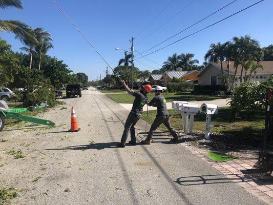 Ground techs with Tree Services Pro prepare to pull a section of tree from a Black Olive.