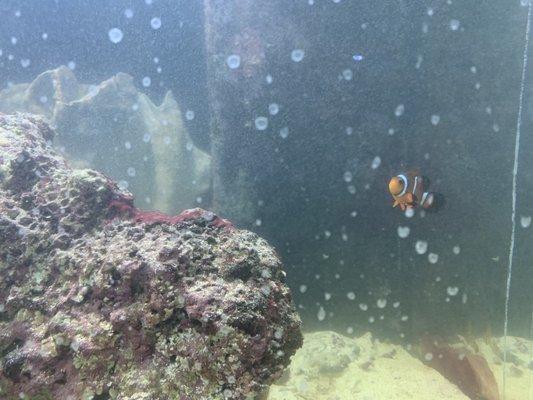 Clownfish