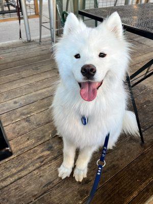 Patio pup