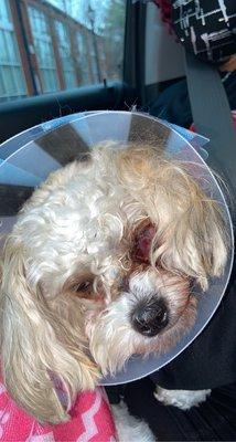 Coco's eye injury that occurred while in care at Camp Bow Wow South Asheville