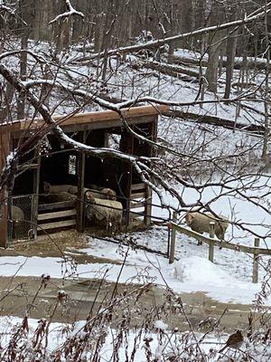 Sheep pastured below the honeycomb rooms