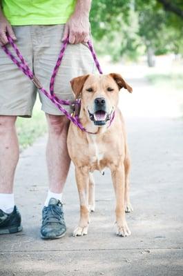 A Gentle Approach Seminar for Volunteers at Austin Animal Center