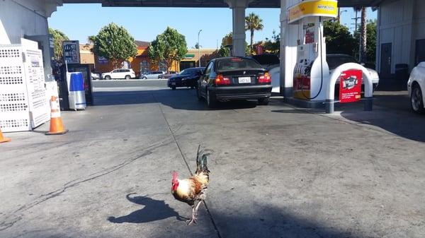 Why did the rooster escape from the farm next door?  To refuel on Shell gasoline.  just love the little things in life!