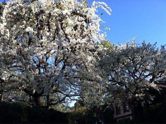 Gorgeous cherry trees in full bloom as you exit the RT property.