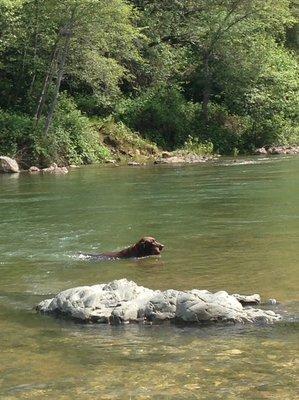 Our dog, Murphy doing what he loves!