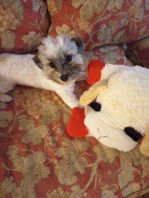 Hubble & his Lambchop