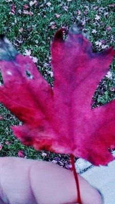 yes indeed a close-up believe it or not middle of Kansas maple leaf trees.. surprised the heck out of me taken last year November 2018