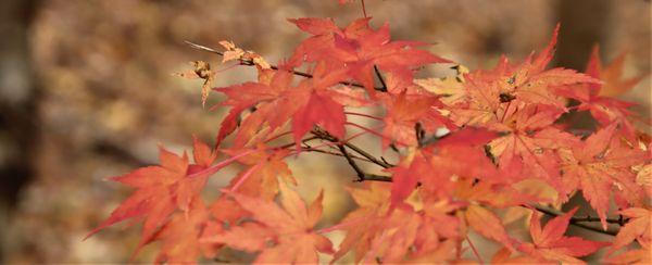 Fall color