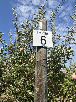 Signs at the front and end of each row indicating the type of apples