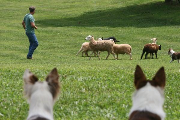 Sheep Herding is a great outlet for herding breeds...