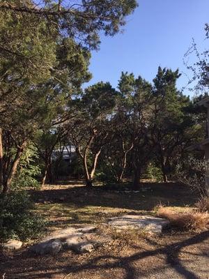 Clearing a large amount of Cedars in Westlake