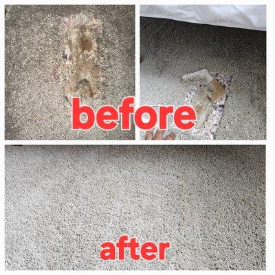 Carpet patch repair job (pet damage) ph 832 435 0305