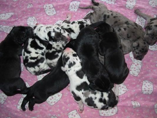 new born pups, arn't they cute!