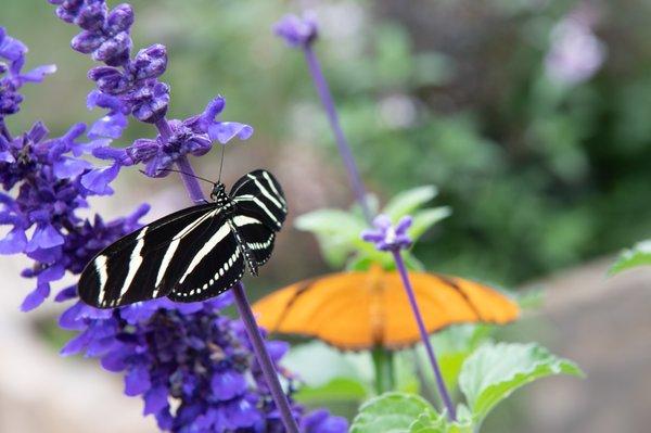 Butterflies Alive! is open Memorial Day to Labor Day weekend.