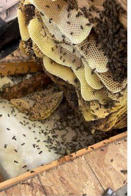 Honeybee invasion of attic.  Cause: Faulty, mesh over ventilation openings between rafters.