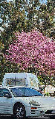 Springtime in the parking lot.