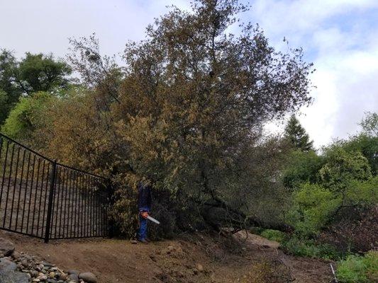 A fallen tree that Bill and David cleaned up.