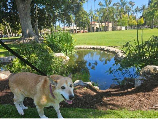 Honey, out on her first mini walk.