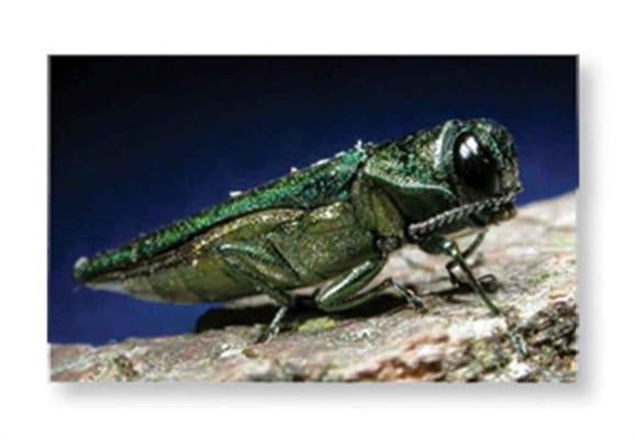 Tree Green treats Emerald Ash Borer