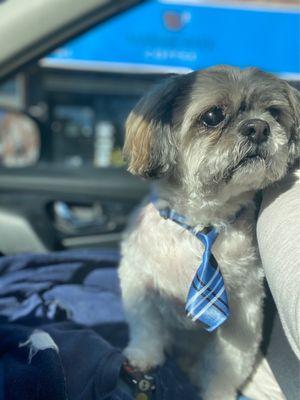 They took great care of my 15year old Shih Tzu.