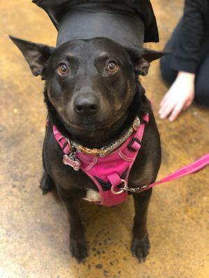 Nina graduated from her fourth dog training with Kira!