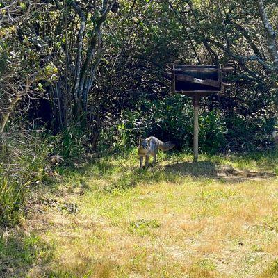 A curious fox checked on our picnic