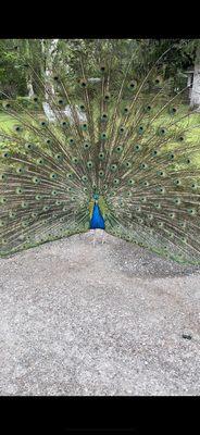 Prince the peacock