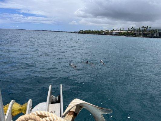 Dolphins on the way back from snorkeling!