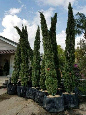 Italian Cypress