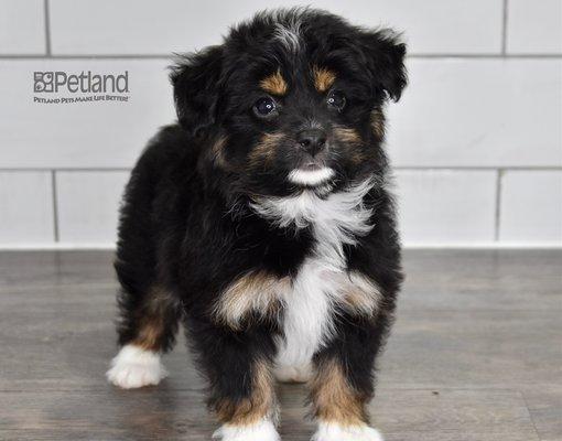 Miniature Aussiedoodle