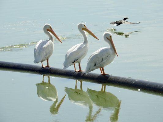 Mitchell Lake Pelican