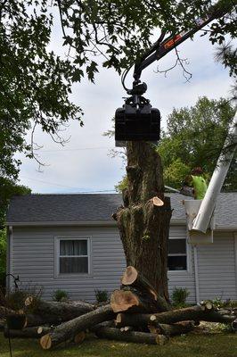 Bucket pick with grapple truck on a hazardous silver maple.