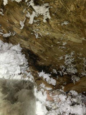 Massive mold growth under the insulation because they never bothered to move it.