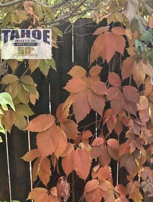 Dogeared Wood Fence by Tahoe with Fall Color in Carson City 2024