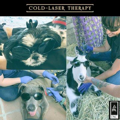 Cold-laser therapy for pets