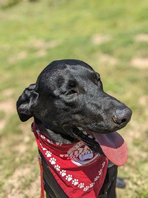 Our puppy Drake living his best life in the care of Doggie Do Good!