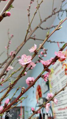 Cherry Blossom for lunar new year  2024