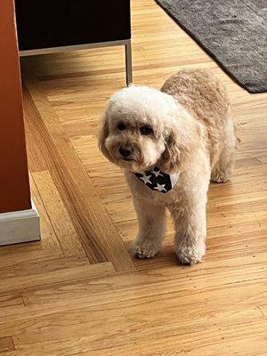 Dog with the cute 4th of July bandana Pete gave him after his haircut!