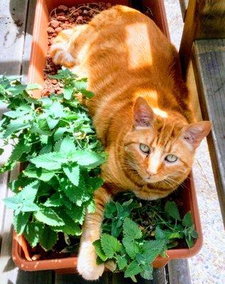 Orion enjoying his catnip lounge on the patio.