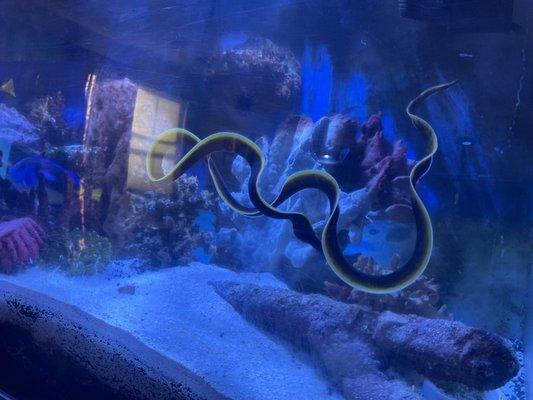 Ribbon eel